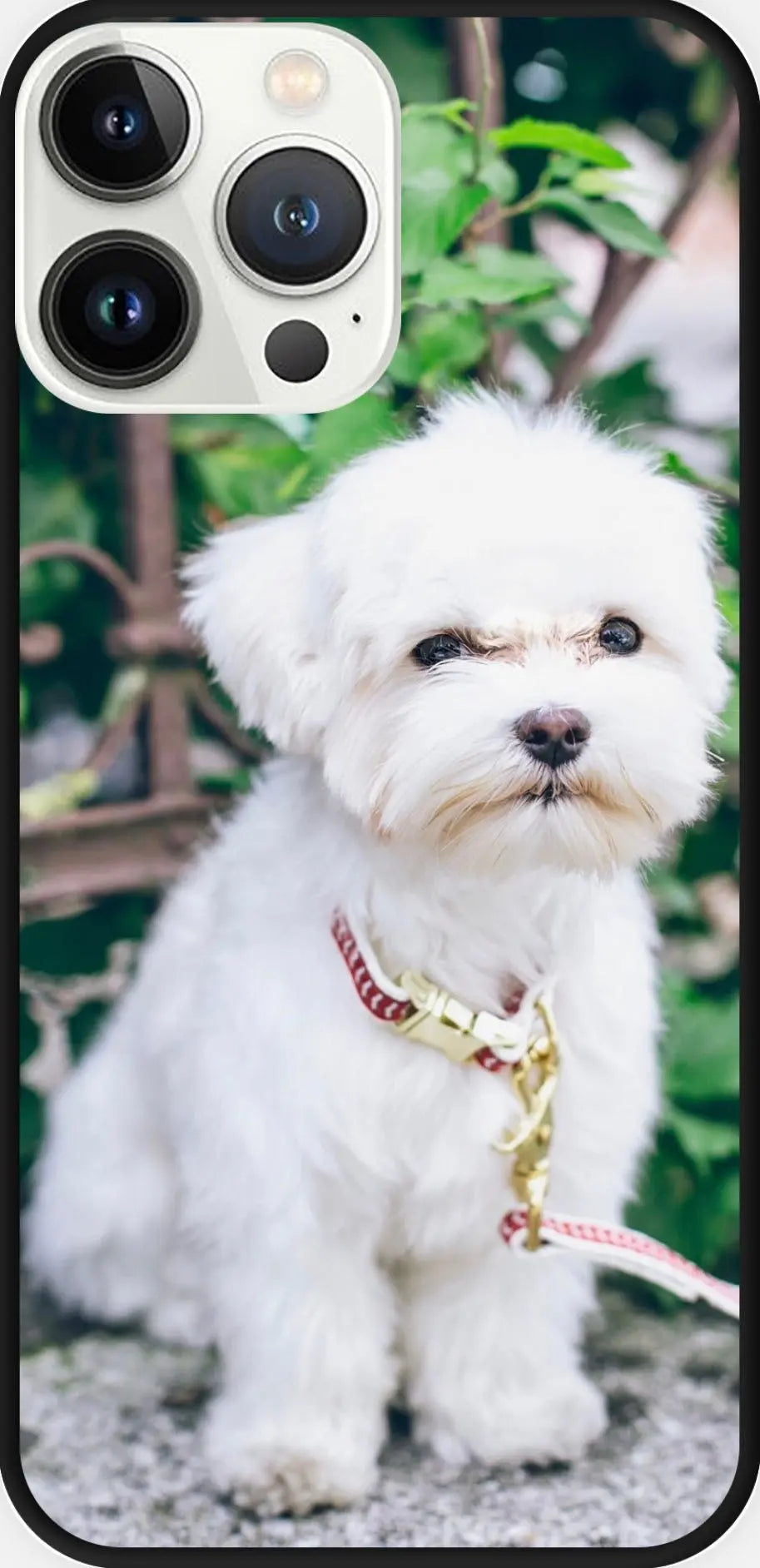 Designed phone cases Dog series 01 Sunday's Creative